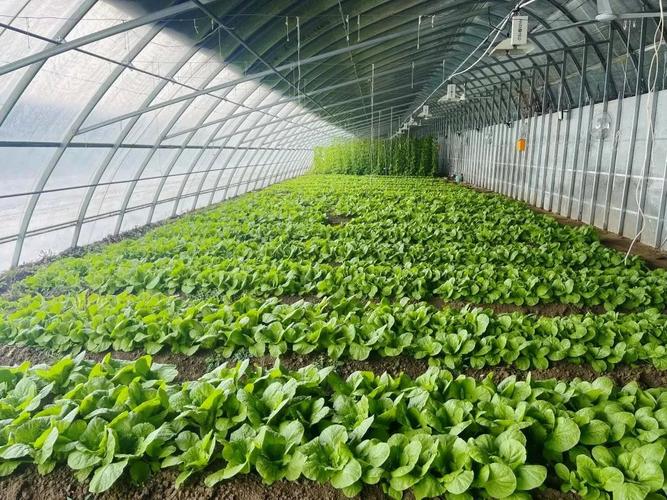 公司有机蔬菜产业园的智能温室大棚却成为职工们隆冬时节淘金的聚宝盆